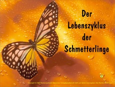 Lebenszyklus-Schmetterling.pdf